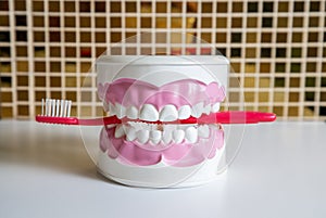 Clean teeth dental jaw model and red thooth brush on table in dentists office