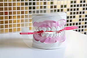 Clean teeth dental jaw model and red thooth brush on table in dentists office