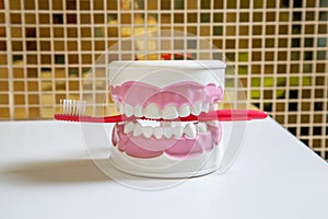 Clean teeth dental jaw model and red thooth brush on table in dentists office