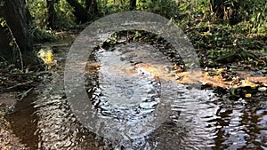 Clean transparent forest stream flowing, panorama