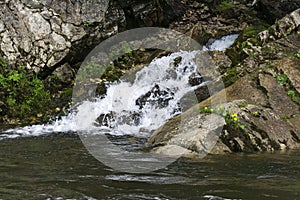 Clean tributary of a river in a mountain forest