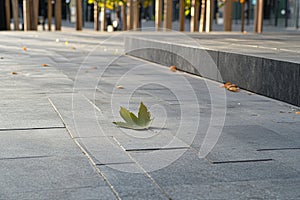 A clean urban park path with a single leaf resting on the pavement