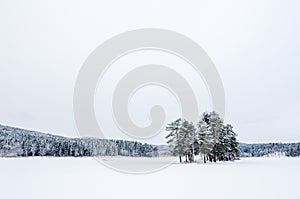 Clean view of a frozen lake with a small island with trees. Sognsvann lake in Oslo photo