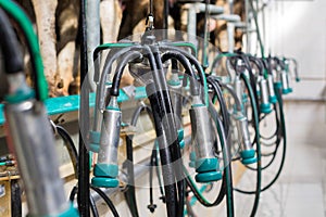Clean, washed milking equipment, ready for use. Dirty cow`s feet