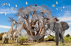 Animals of Africa, Illustration with Giraffes, Elephant and Birds together around Baobab Tree. Symbol of Harmony and Nature