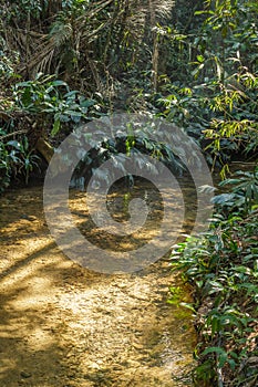 A clean water river in the Tijuca Forest National Park, Rio de Janeiro, Brazil.