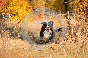 Clean well-groomed dog, breed Berner Sennenhund, runs along a path in dry grass against the background of an autumn yellowing