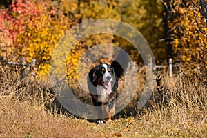 Clean well-groomed dog, breed Berner Sennenhund, runs along a path in dry grass against the background of an autumn yellowing