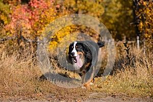 Clean well-groomed dog, breed Berner Sennenhund, runs along a path in dry grass against the background of an autumn yellowing