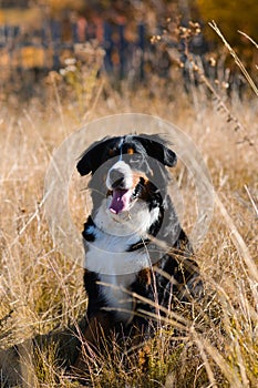 Clean well-groomed dog, breed Berner Sennenhund, sitting in dry grass against the background of an autumn yellowing forest