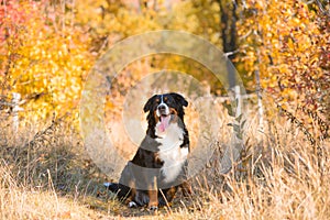 Clean well-groomed dog, breed Berner Sennenhund, sitting in dry grass against the background of an autumn yellowing forest