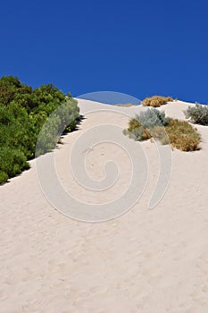 Clean white Sand dune with vegetation and regrowth