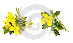 Cleandine flowers isolated on white