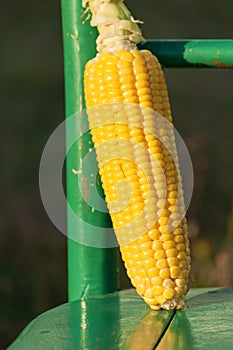 Cleaned corn cob exposed to the sun