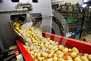 Cleaned potatoes on conveyor belt