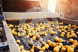 Cleaned potatoes on a conveyor belt, prepared for packing