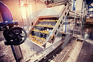 Cleaned potatoes on a conveyor belt, prepared for packing