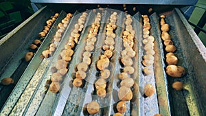 Cleaned potatoes sorted on a moving conveyor at a factory.