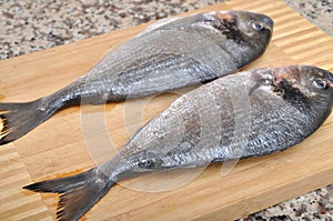 Cleaned and ready to cook fresh fish dorado, cipura cupra fish