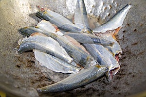 Cleaned Sardine Fish Sardinella longiceps - Nadan Matthi or Chala photo