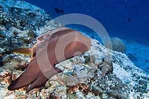 Cleaner fish iinside bat fish in maldives