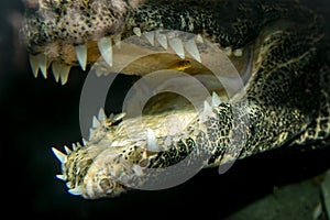 Cleaner fish inside mouth of West African Dwarf Crocodile