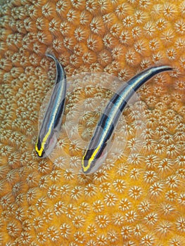 Cleaner gobies, Elacatinus genie. Bonaire. Caribbean Diving holiday