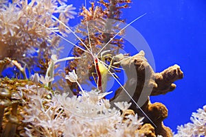 Cleaner shrimp