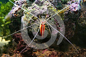 Cleaner shrimp photo