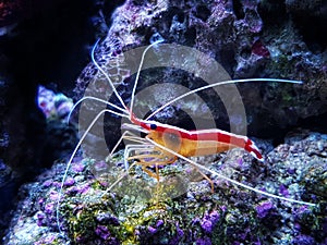 Lysmata amboinensis - Pacific cleaner shrimp
