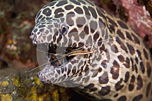 Cleaner Shrimp with Moray Eel
