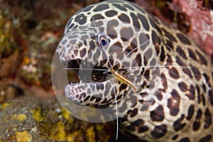 Cleaner Shrimp with Moray Eel photo