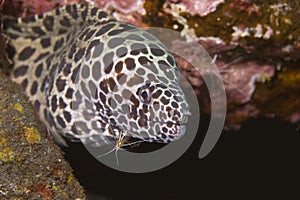 Cleaner Shrimp with Moray Eel