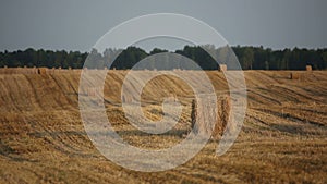 Cleaner wheat field after harvest with haystacks