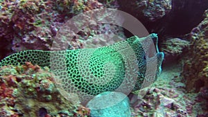 Cleaner wrasse fish cleaning moray eel on reef.