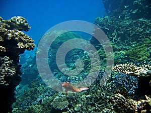 Cleaner wrasse and parrotfish