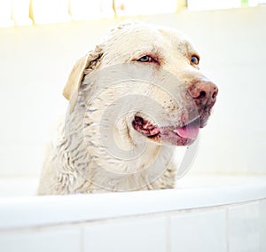 The cleanest hound in the house. Shot of an adorable dog having a bath at home.