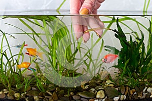 Cleaning aquarium. Remove old aquarium plants
