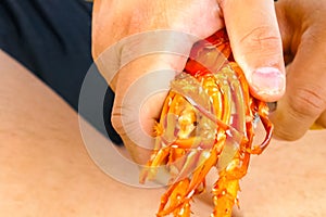 Cleaning boiled lobster with hands