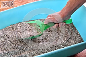 Cleaning cat litter box. Hand is cleaning of cat litter box with green spatula. Toilet cat cleaning sand.