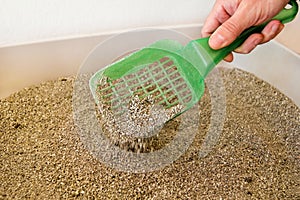 Cleaning cat litter box. Hand is cleaning of cat litter box with green spatula. Toilet cat cleaning sand cat.