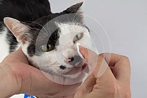 Cleaning the cats eyes with eye wipes, help relieve tear stains photo