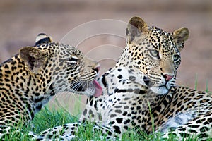 Cleaning cubs