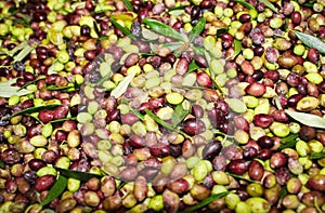 Cleaning and defoliation process in olive oil mill in Greece.