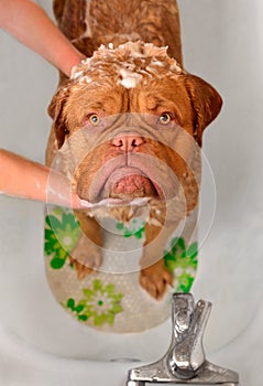 Cleaning the Dog Dogue De Bordeaux in bath