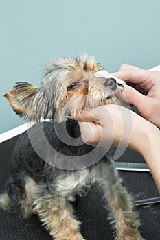 Cleaning the dog eye with a hygienic pad