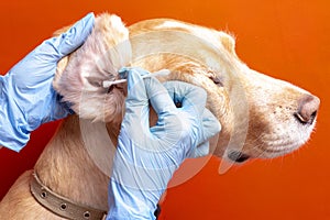 Cleaning the dog`s ears. The doctor examines