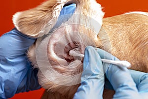 Cleaning the dog`s ears. The doctor examines the dog`s ears