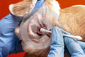 Cleaning the dog`s ears. The doctor examines the dog`s ears