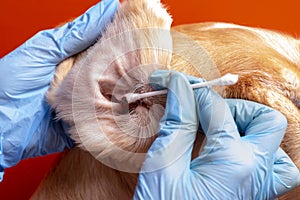 Cleaning the dog`s ears. The doctor examines the dog`s ears